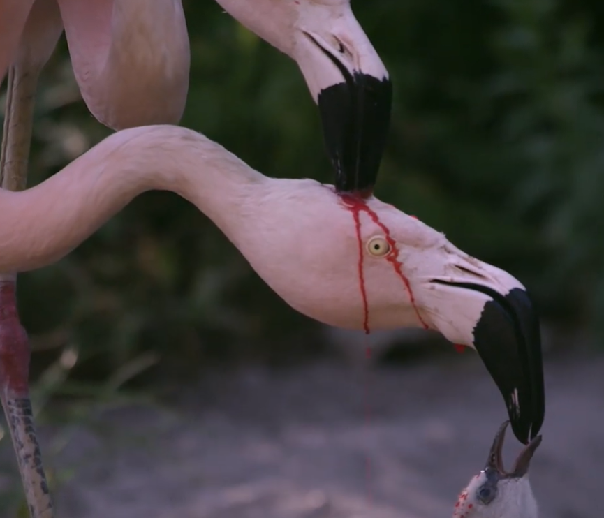 Flamingo feeding milk blood